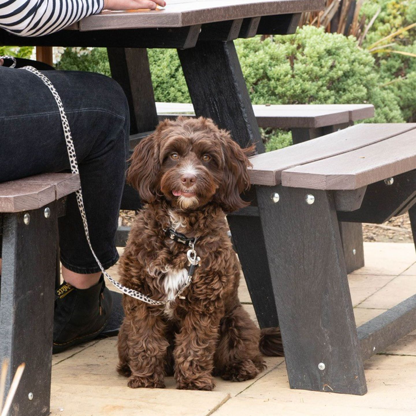 Your local dog friendly pub in Chepstow